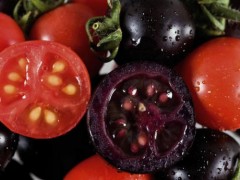 Tomate morado genéticamente modificado: saludable y resistente Tomate morado genéticamente modificado: saludable y resistente